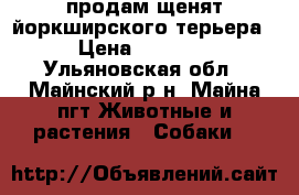 продам щенят йоркширского терьера  › Цена ­ 15 000 - Ульяновская обл., Майнский р-н, Майна пгт Животные и растения » Собаки   